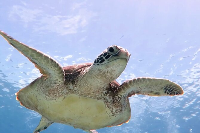 Cas Cay - Kayak Hike and Snorkel Adventure - Cas Cay Kayak, Hike, and Snorkel: Key Points