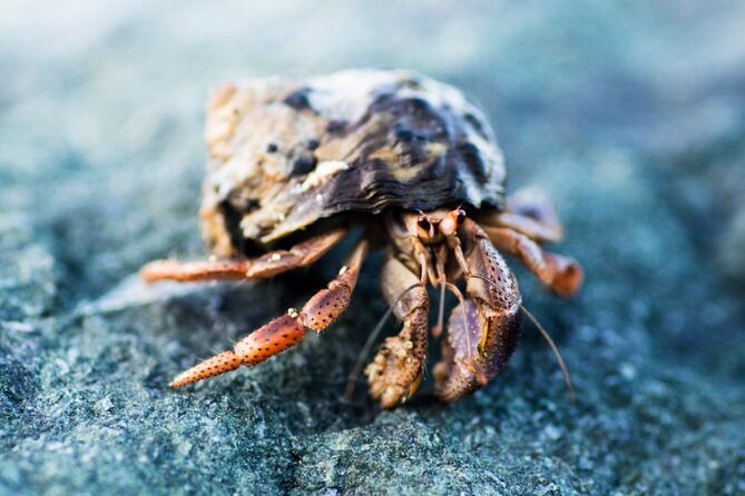 Cas Cay - Kayak Hike and Snorkel Adventure - Hermit Crabs and Local Island Stories