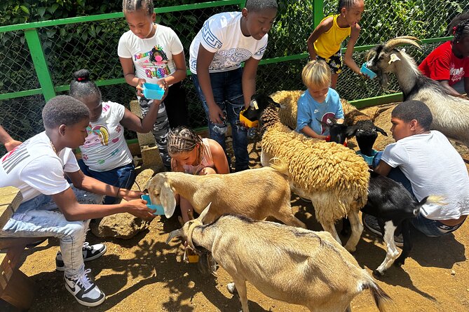 Connors Farms Petting Zoo - A farm visit with a Stumpy Bay view