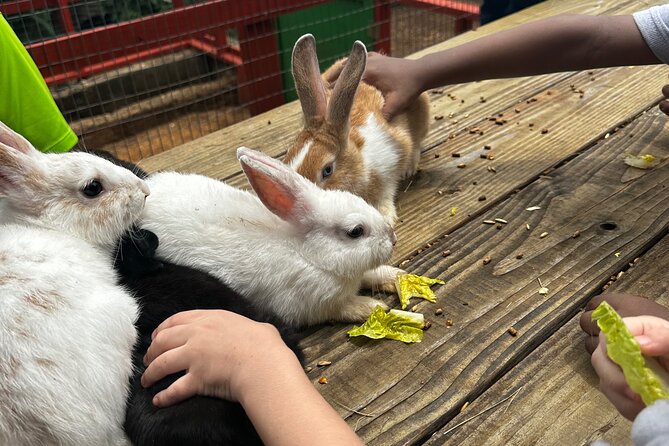 Connors Farms Petting Zoo - What is included for $25