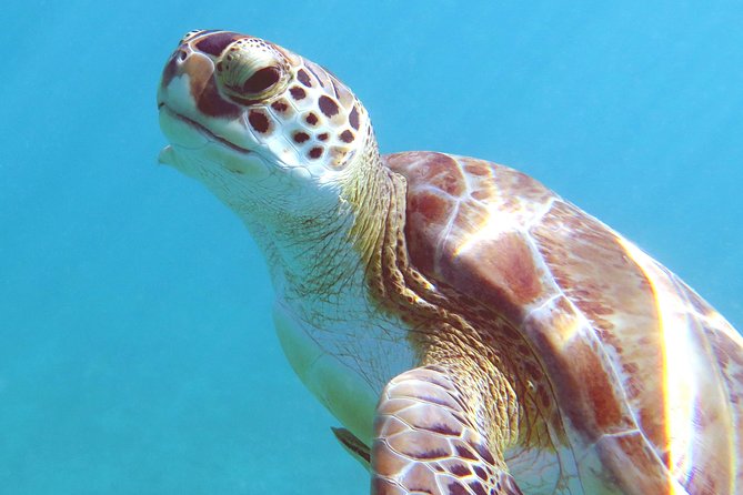 Coral Reef and Turtle Discovery Kayak and Snorkel Tour - Why this St. Thomas kayak tour feels different