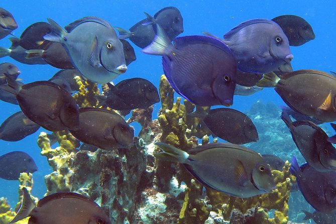 Coral Reef and Turtle Discovery Kayak and Snorkel Tour - Snorkeling over a colorful coral reef