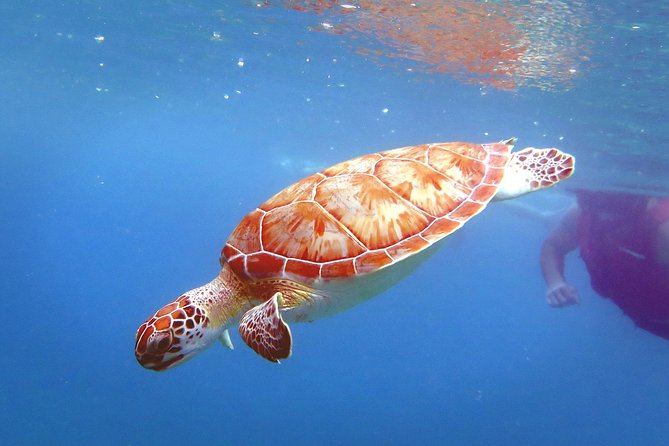 Coral Reef and Turtle Discovery Kayak and Snorkel Tour - A simple lunch break with sandwiches and water