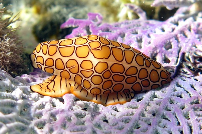 Coral Reef and Turtle Discovery Kayak and Snorkel Tour - How personal is the group?