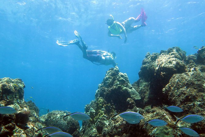 Coral Reef and Turtle Discovery Tour - Key Details at a Glance