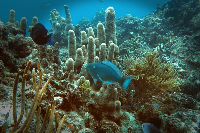 Coral Reef and Turtle Discovery Tour - The Shell-Covered Beach Break