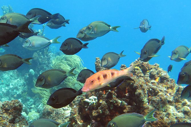 Coral Reef and Turtle Discovery Tour - The Guides and Group Size
