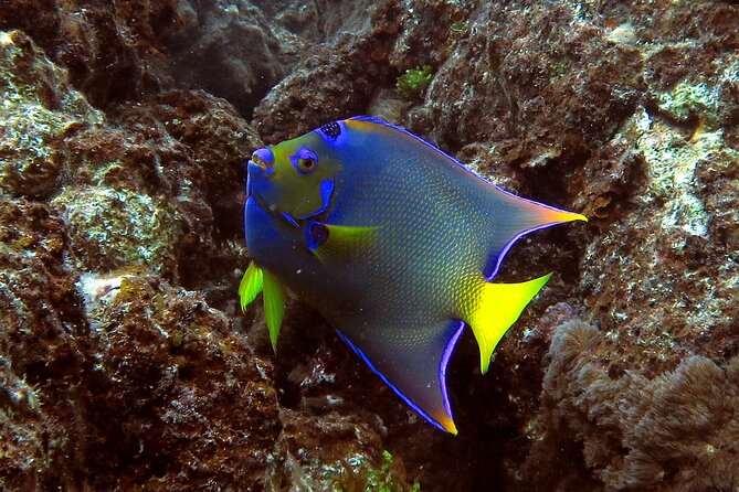 Coral Reef and Turtle Discovery Tour - What the $159 Price Covers