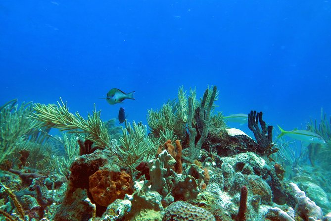 Coral Reef and Turtle Discovery Tour - Starting at Emerald Beach Resort