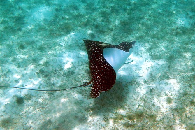 Coral Reef and Turtle Kayak Excursion - Starting at Emerald Beach at 9:30 a.m.