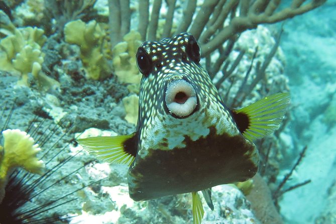 Coral Reef and Turtle Kayak Excursion - Swimming with sea turtles at the second bay
