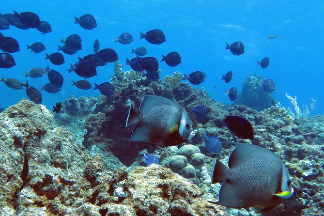 Coral Reef and Turtle Kayak Excursion - Who will enjoy this half-day outing