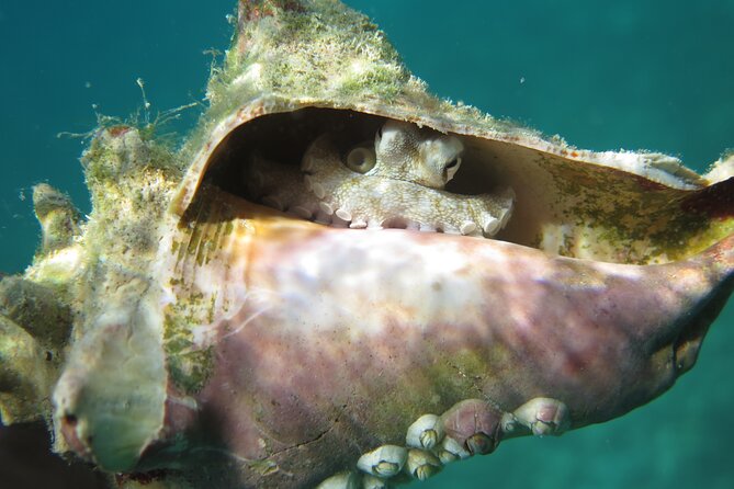 Coral Reef and Turtle Kayak Excursion - Small details that make the day easier