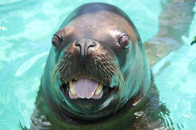 Coral World Ocean Park General Admission Ticket - What your Coral World day actually includes