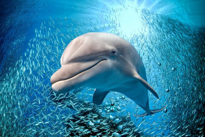 Coral World Ocean Park General Admission Ticket - Follow the 45-minute guided tour first