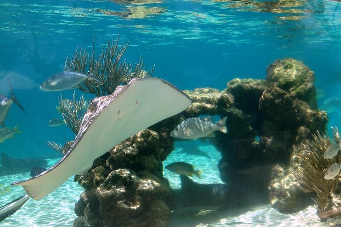 Coral World Ocean Park General Admission Ticket - See reef life from the undersea observatory