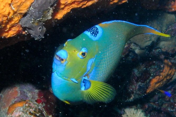 Discover Scuba Diving with No Certification in St Thomas - The crew and the tone on board