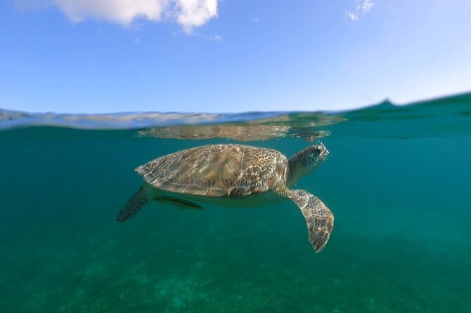 Full-Day Private Boat Charter from St. John or St. Thomas - Hurricane Hole offers calm water among mangroves