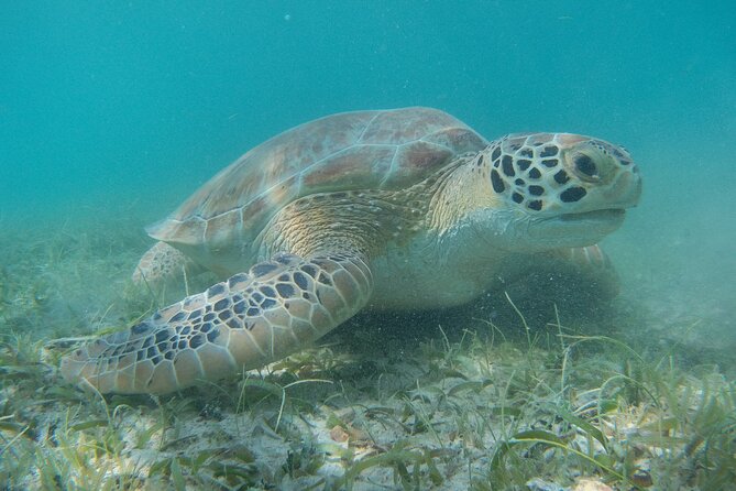 Full Day Private Charter, Snorkel St. John (12 guests, 55’ yacht) - What the crew adds to the day