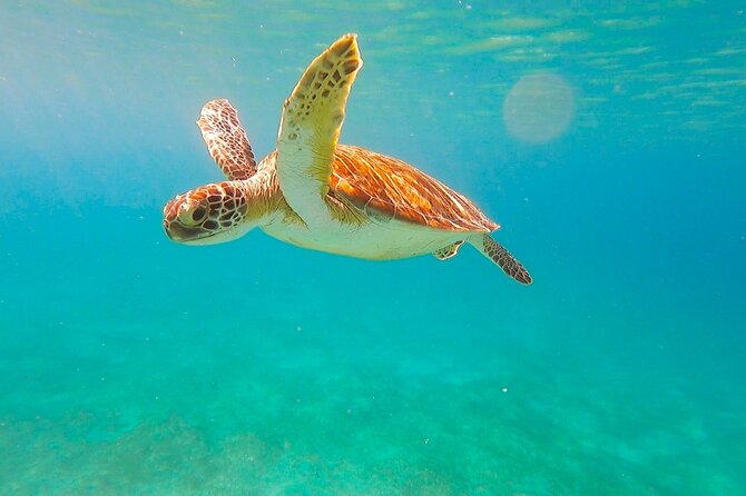 Full-Day Sailing Tour in Virgin Islands National Park - Lunch onboard, then Honeymoon Beach