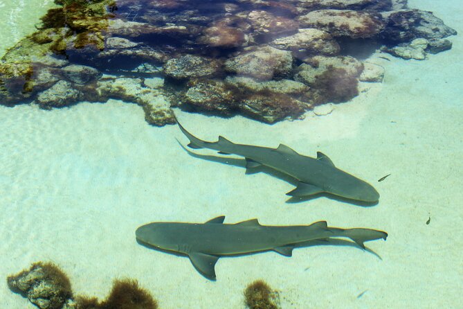 Guided Tour of Coral World Ocean Park & Happy Hour - Why the after-hours setting changes Coral World