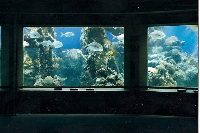 Guided Tour of Coral World Ocean Park & Happy Hour - Free time after the guide finishes