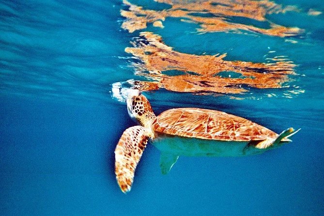 Half Day Sail and Snorkel with the Turtles - Wildlife, crowds, and realistic expectations