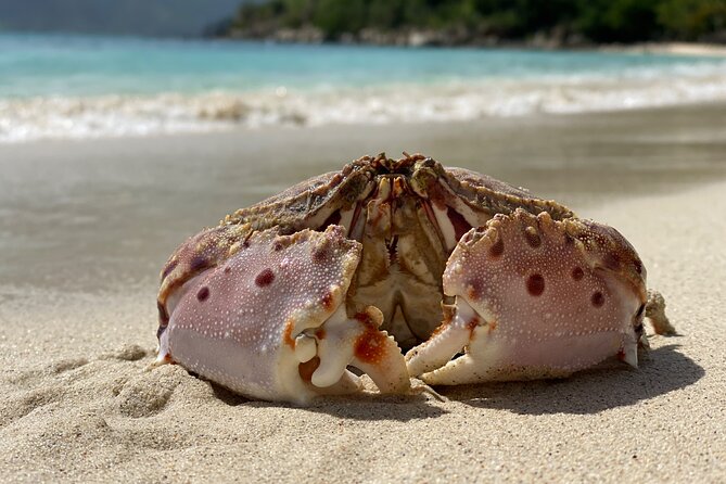 Honeymoon Beach Eco Hike and Snorkel - Walking the One-Mile Lind Point Trail