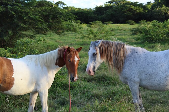 Horseback Riding Experience - How the $160 price works out
