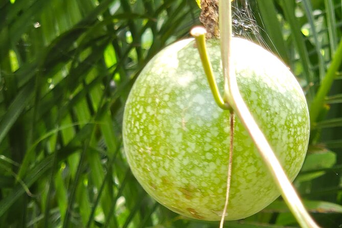 Island Eco Farm Tour with Local Treats and Sapphire Beach Time - The observation deck and island views