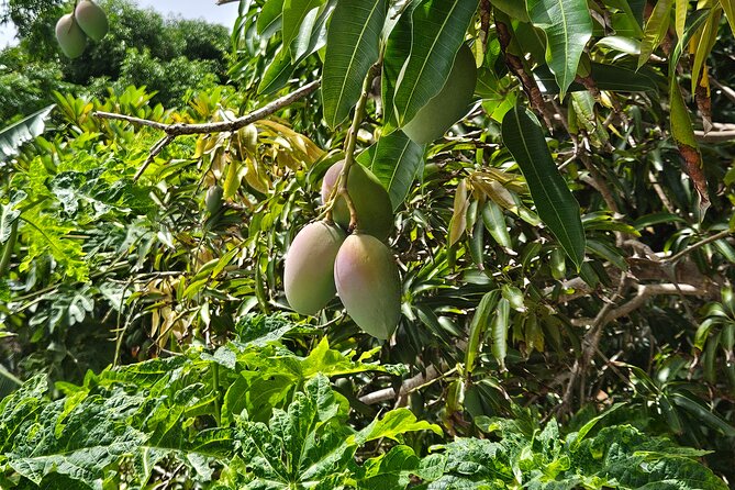 Island Eco Farm Tour with Local Treats and Sapphire Beach Time - From the farm to Sapphire Beach