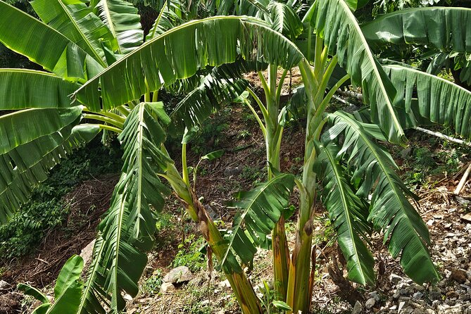 Island Eco Farm Tour with Local Treats and Sapphire Beach Time - Starting high above Estate Road