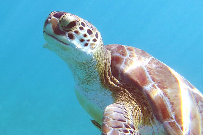 Kayak and Sea Turtle Snorkel with Beach Break - A good first snorkel in St. Thomas