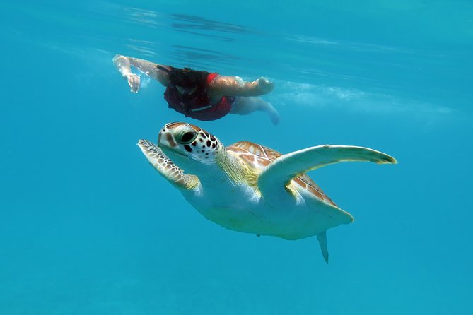 Kayak and Sea Turtle Snorkel with Beach Break - Is $139 a fair price?