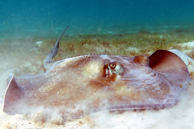 Kayak and Sea Turtle Snorkel with Beach Break - Who will enjoy this tour most