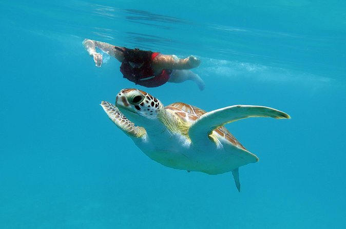 Kayak and Sea Turtle Snorkel with Beach Break - Meeting point and timing advice