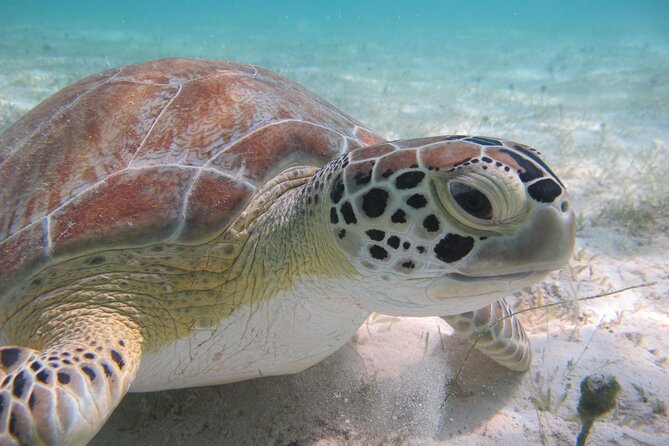 Kayak & Snorkel with Sea Turtles, National Park, St. John - Why Caneel Bay makes this more than a kayak trip
