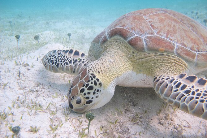 Kayak & Snorkel with Sea Turtles, National Park, St. John - Price, food, and what you receive