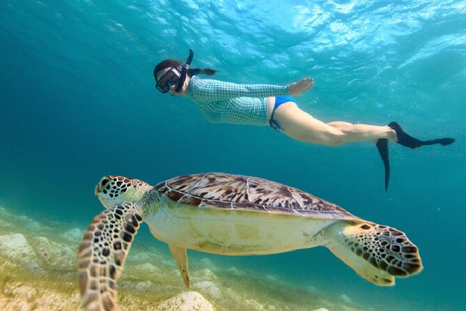 Maho Bay Turtle Snorkel with Lunch and Bar at Frenchman's Reef - Why Maho Bay is the main event