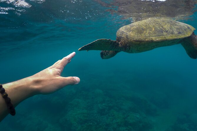 Maho Bay Turtle Snorkel with Lunch and Bar at Frenchman's Reef - Who should book this excursion?