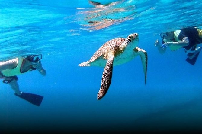 National Park Snorkeling Excursion - What you may see below the surface