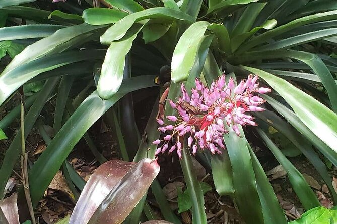 Nature and Sightseeing at Phantasea Tropical Botanical Garden - Group size, traffic, and cruise-ship timing