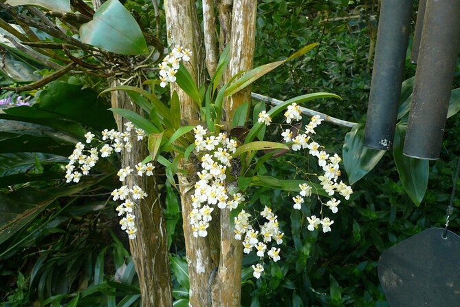 Nature and Sightseeing at Phantasea Tropical Botanical Garden - What to bring and how to plan the morning