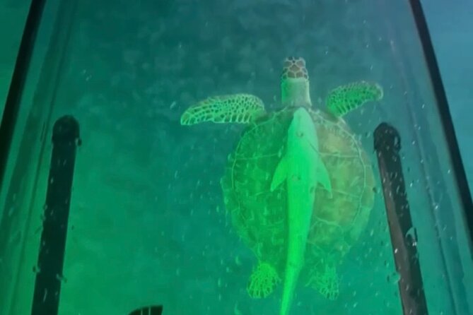 Night Kayak Tour St. Thomas - Westin Frenchman's Reef - Who will enjoy this St. Thomas activity