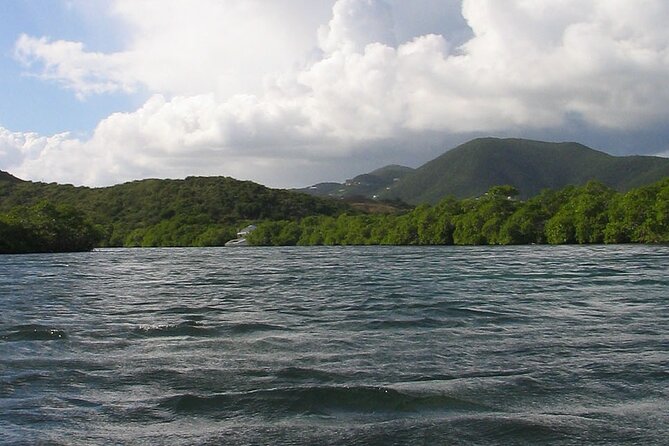 On Your Own: Kayak in the Mangrove Lagoon - Who will enjoy this outing most?