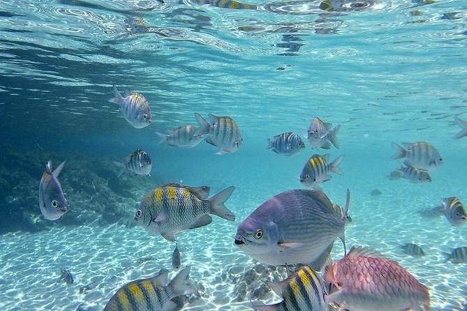 Paradise Taxi & Tours USVI-St Thomas- Airport Transfer Sapphire / Crystal Cove - Ferry pickup at Red Hook and nearby marinas
