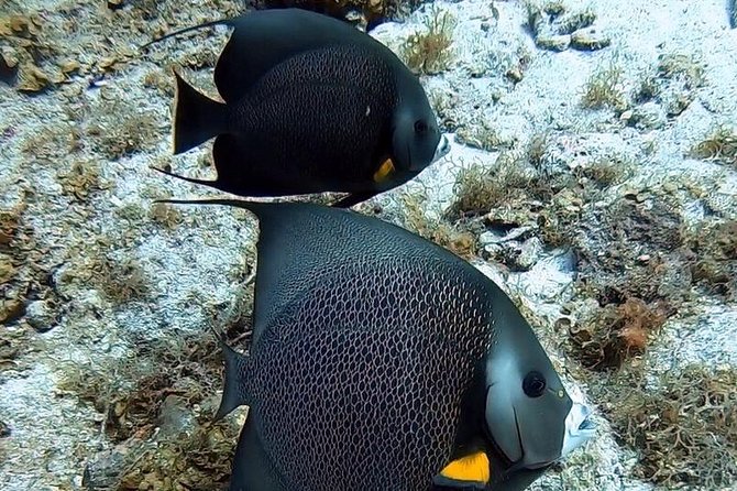 Private Full Day Guided Snorkeling or Diving Charter in St Thomas - Christmas Cove and the best wildlife chances