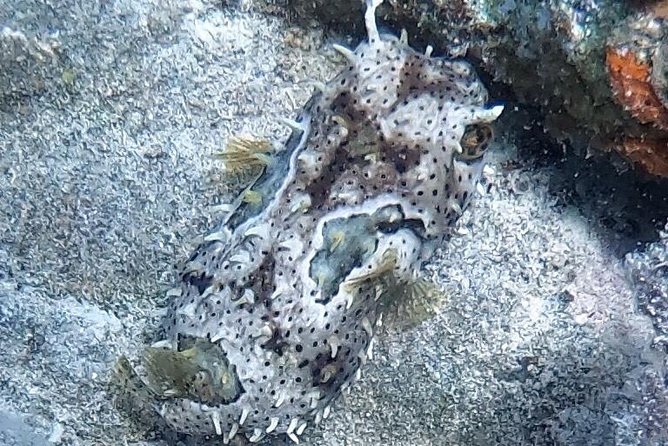 Private Full Day Guided Snorkeling or Diving Charter in St Thomas - What the crew adds to the day