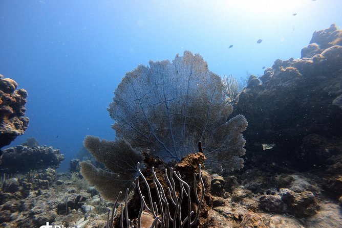 Private Full Day Guided Snorkeling or Diving Charter in St Thomas - Food, drinks, and what you need to bring