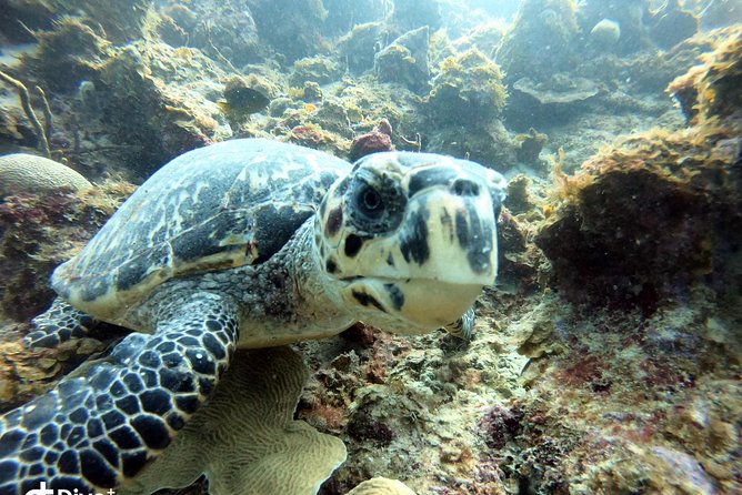 Private Full Day Guided Snorkeling or Diving Charter in St Thomas - Secret Harbour and the practical lunch stop